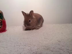 Králíci